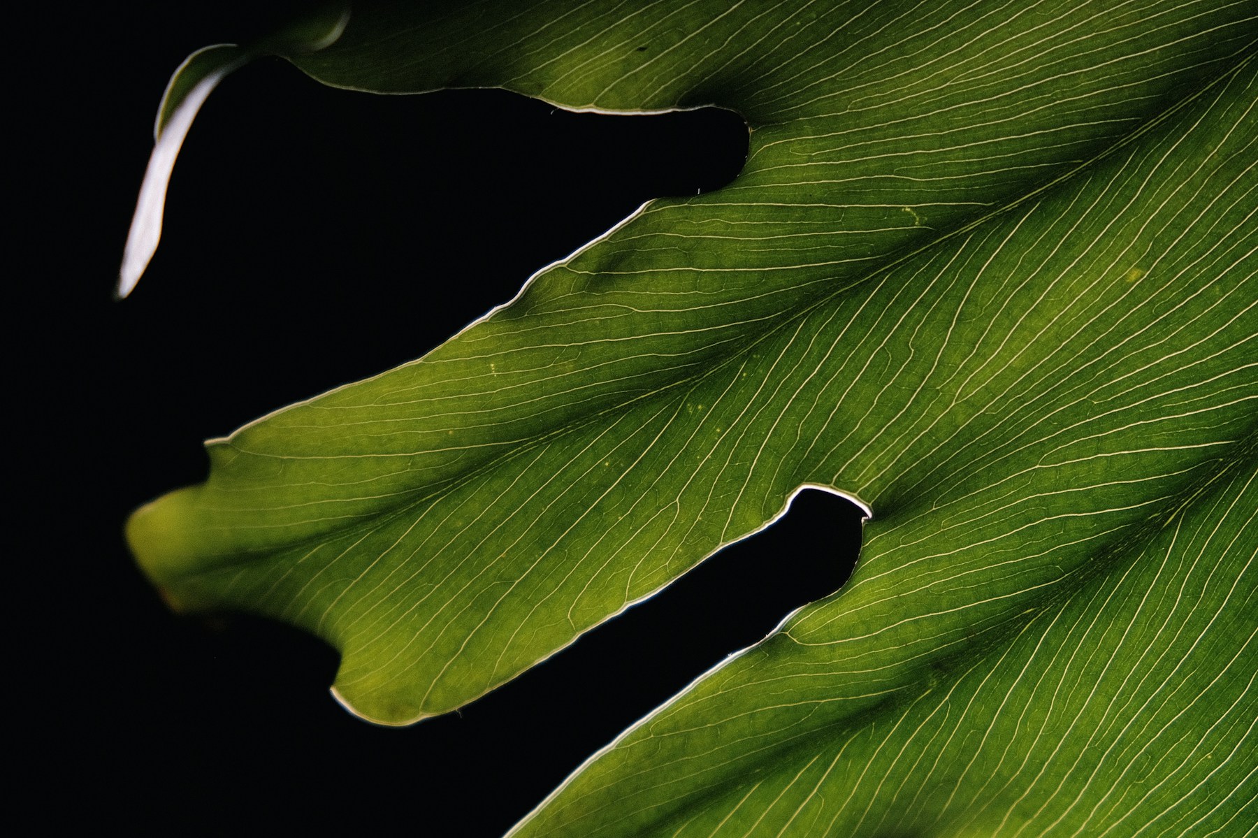 A close-up of a green leaf, with fine branching veins against deep shadows.
